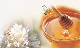 Khám Phá Về loài ong - Mật ngọt cho đời