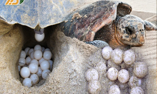 Rùa Biển Lên Bờ Đẻ Trứng Và Một Kết Cục Không Ngờ